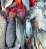 Fourtec fish